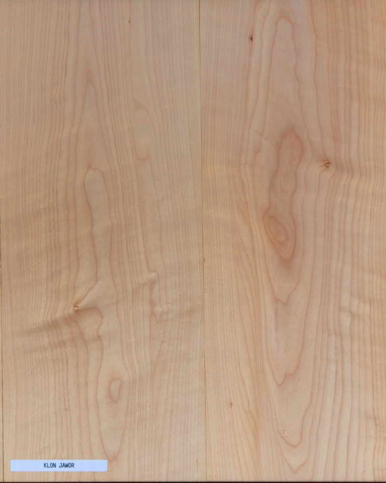 Klon jawor